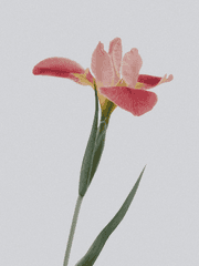 이런 나라도 괜찮을까요?