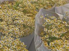 Why don’t we just paint it yellow?