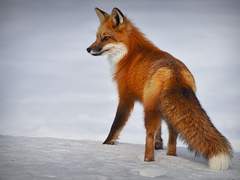 🦊여우야~여우야~ 뭐하니~?