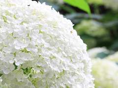 사계화(四季花) 5