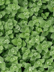 아기 뱀 길들이기