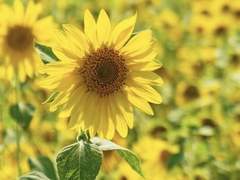 [해은] 해바라기 ; 일편단심 (一片丹心)