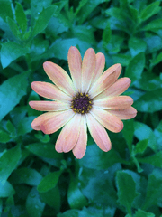 꽃붉피 단편 모음