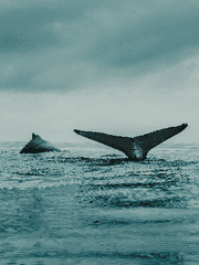 [댕햄] 어느날 내 애인이 죽었습니다.