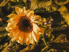 별, 운항. 이야기.