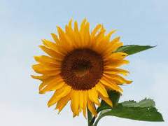 라셸 - 해바라기