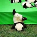 대환장 애니멀즈