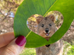 버드나무에 부는 바람