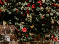 그 계절이 오면