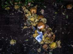 아본: 썩은 땅 위에 미물