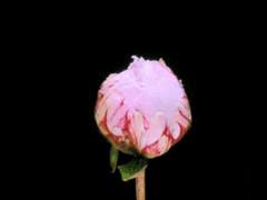 [그지커 고록] Yab → 백유화