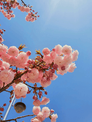 [사스나루] Timeless