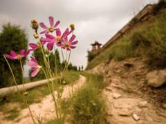 [망기무선] 원수의 무덤에도 꽃은 핀다