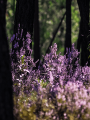 [하이큐!!] La paix