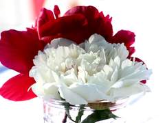 [이나드림] 키야시라 - 香りのないお花(미완)