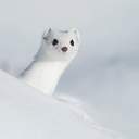 𝓜𝓮𝓪𝓷𝓲𝓷𝓰미닝