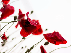 [사네겐] 피식자 포식자 관계인 줄 알았는데 둘 다 포식자였다 1