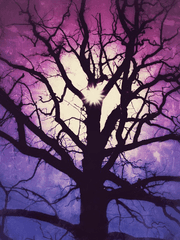 백야의 레퓨지아