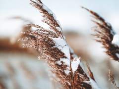 [안개꽃] 위대백업