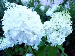 [망기무선] 독식(独食)