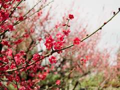 등전만리심(燈前萬里心)_20