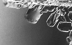 설산의 아리따운 꽃님께, 피어나는 법을 배워볼까 합니다.