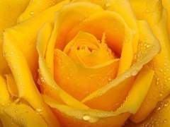 노란 장미의 또 다른 꽃말