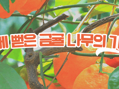 동글동글 금귤!