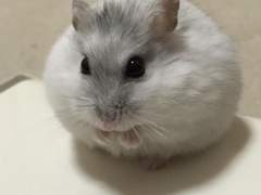 햠스터 누나🐹_04