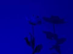 흐린 믿음에도 나는 온통