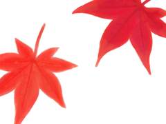 [클립스튜디오] 류펜_단풍 브러쉬(할인)