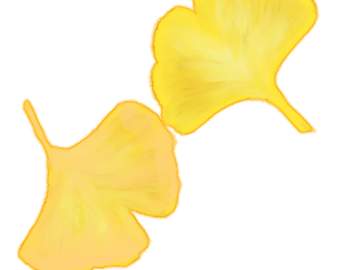 [클립스튜디오] 류펜_은행잎 브러쉬(할인)