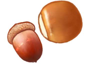 [클립스튜디오] 류펜_도토리 브러쉬(할인)