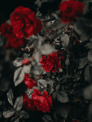 𝐿𝑎 𝑅𝑒𝑣𝑜𝑙𝑢𝑡𝑖𝑜𝑛