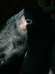 솔로몬의 72악마 시리즈 도안