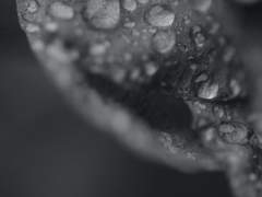 작은 새싹에게 비가 내릴지어니,