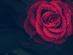 Lily H . Rachel / XX