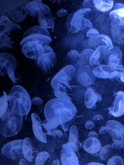 마기로기 시나리오