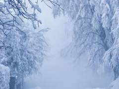 베이비 가이드 & 스노우 19