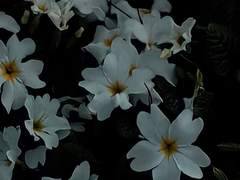 Riley Primrose / XY / 28