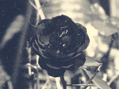 진실과 진리와 계행과 불살생과