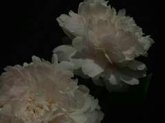 [뷔진] 그대, 나의 이름 1