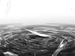 날지 않는 물 위의 까마귀.