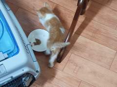 <완하가 고양이 집사님을 모십니다(천사집사님 찾았어요!)>