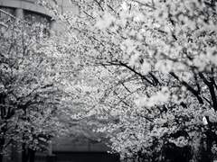 [귀멸의칼날/렌탄] 농: 弄