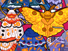 코스모나방 데코 브러시 + PNG