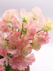 꽃말 소설(단편)