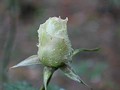 3.흰 봉우리 장미