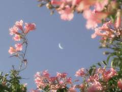 달 아래에서 춤추는 한 마리의