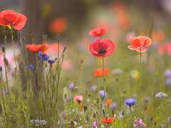 멜리사 - 사망로그